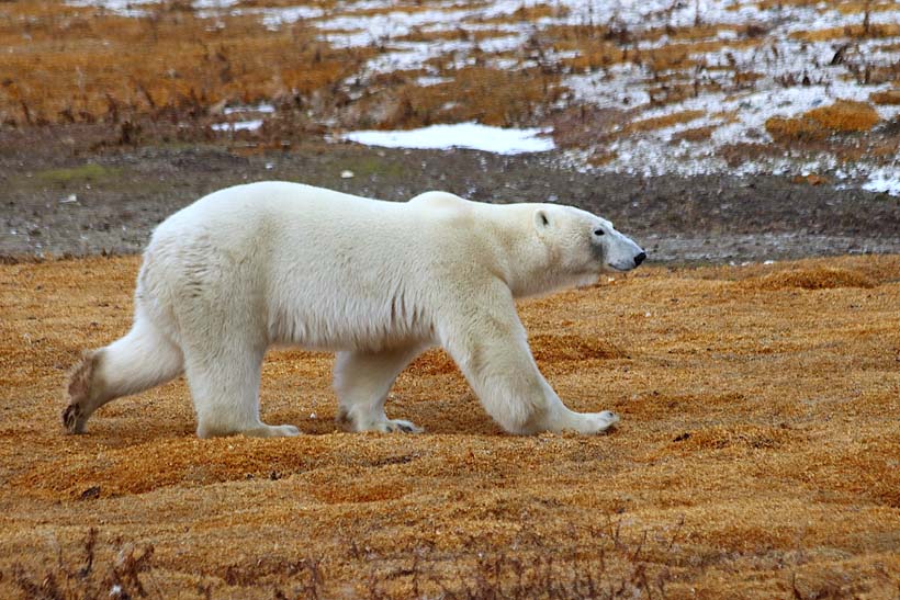 A male polar bear roaming the tundra. 