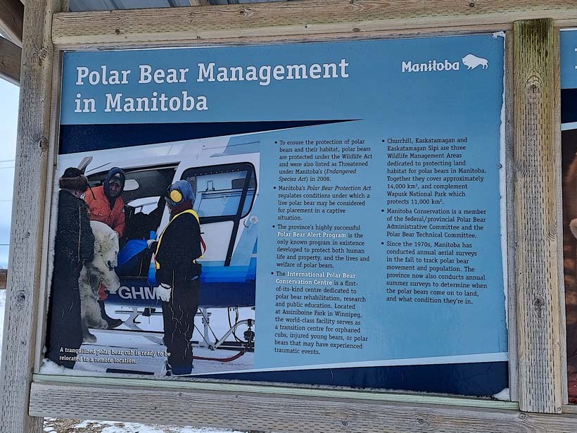 Polar bear management in Manitoba