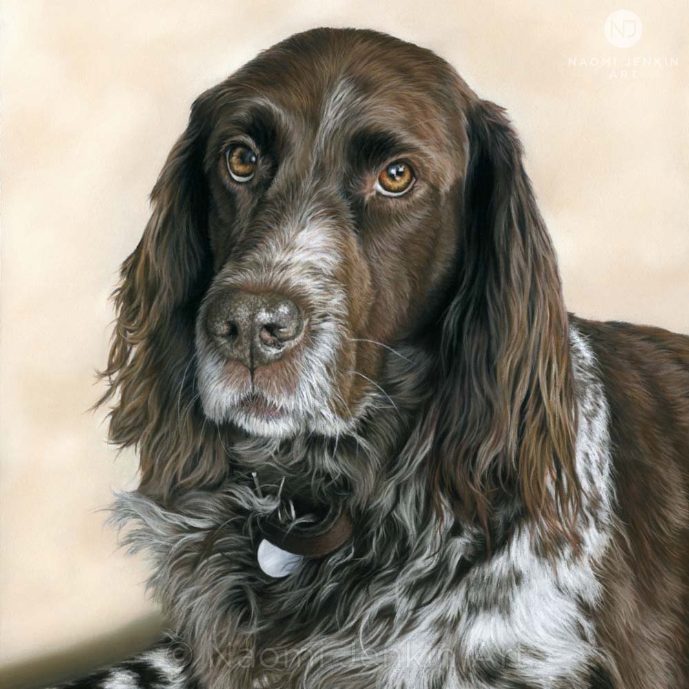 Bespoke dog portrait hand drawn by Naomi Jenkin Art