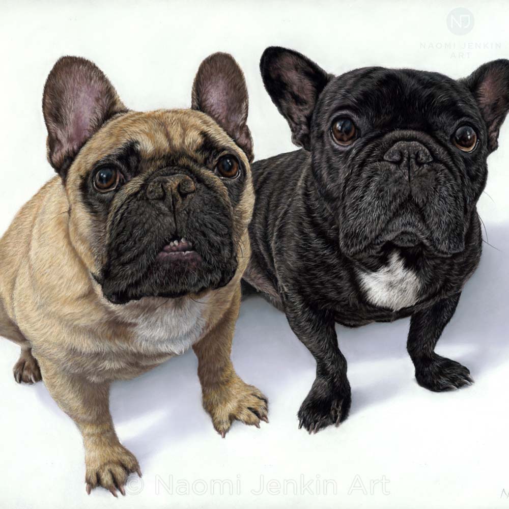 French bulldog portrait by pet portrait artist Naomi Jenkin