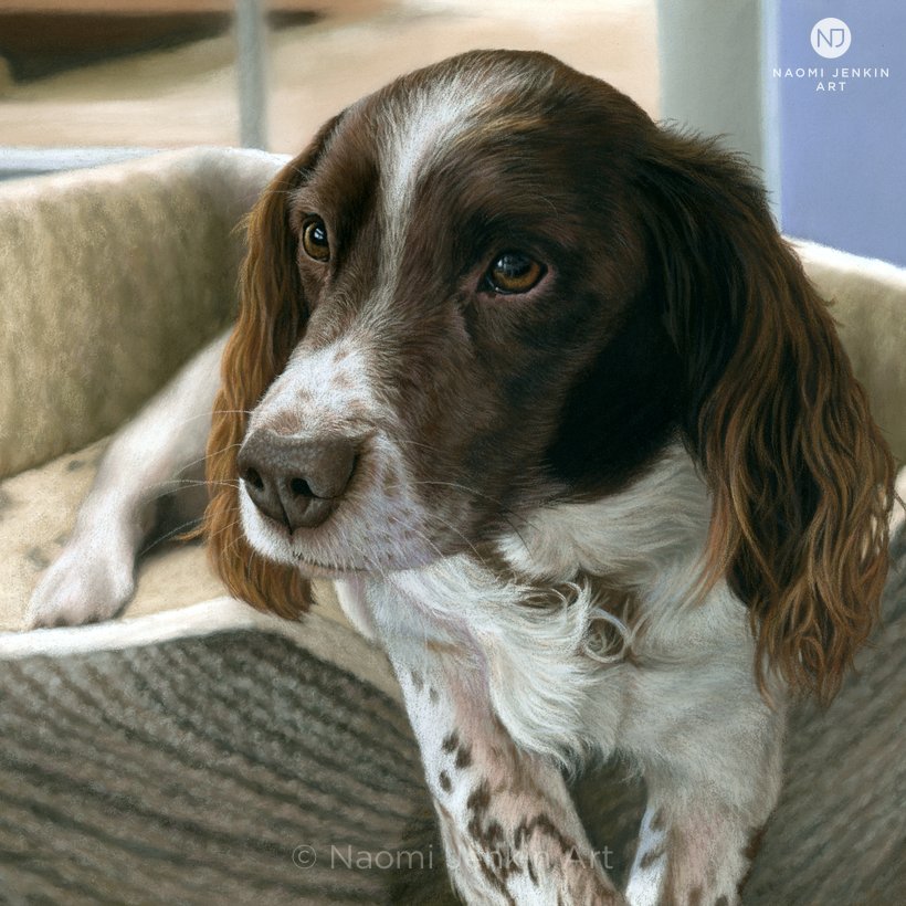 Springer Spaniel pastel portrait of Chester drawn by Naomi Jenkin