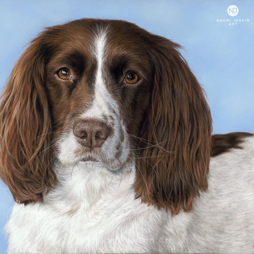 Springer Spaniel portrait of Mary drawn in pastels by Naomi Jenkin