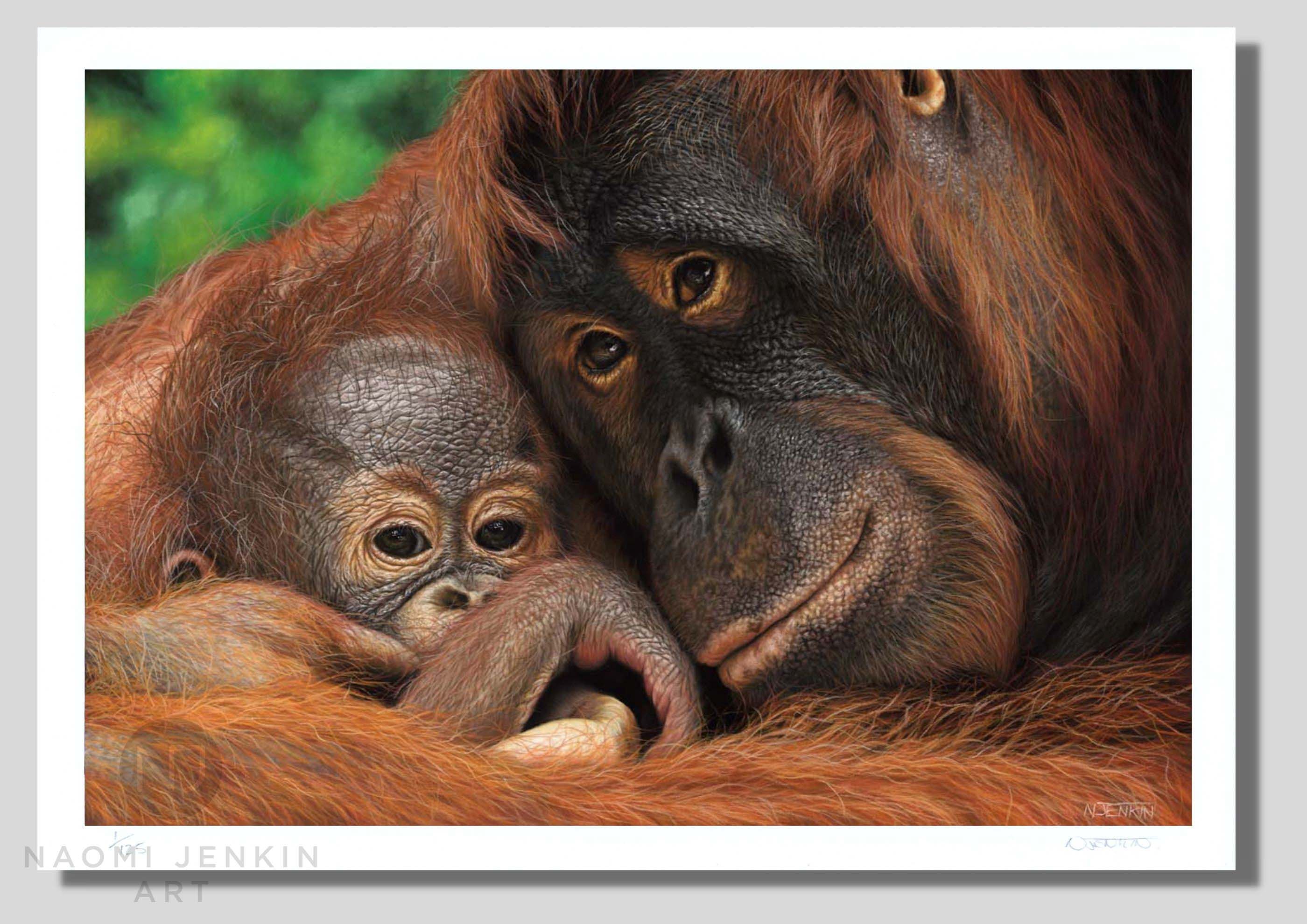 Orangutan art by Naomi Jenkin Art. Limited edition fine art print of a mother and baby Bornean orangutan.. 
