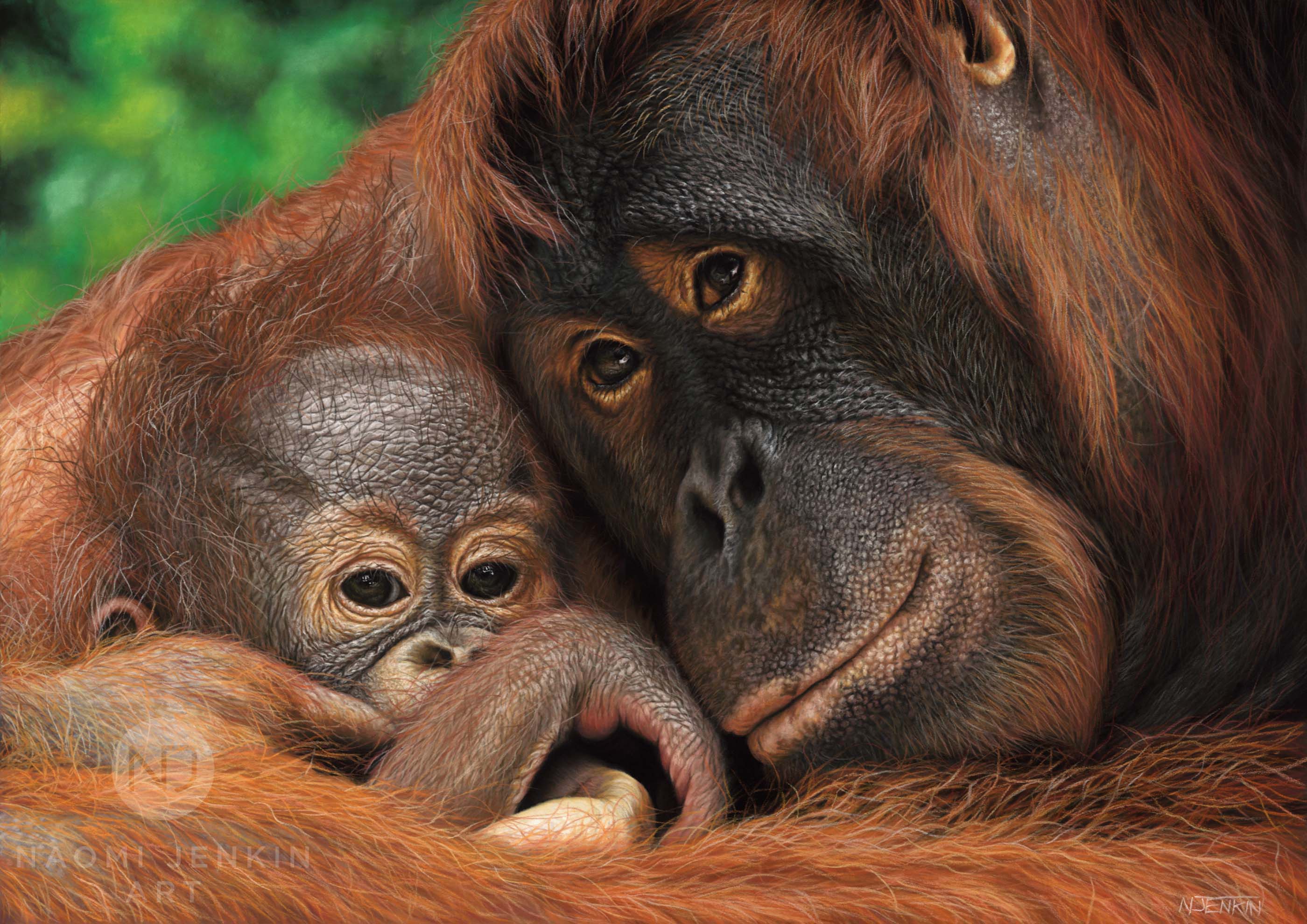 Bornean orangutan painting by wildlife artist Naomi Jenkin.
