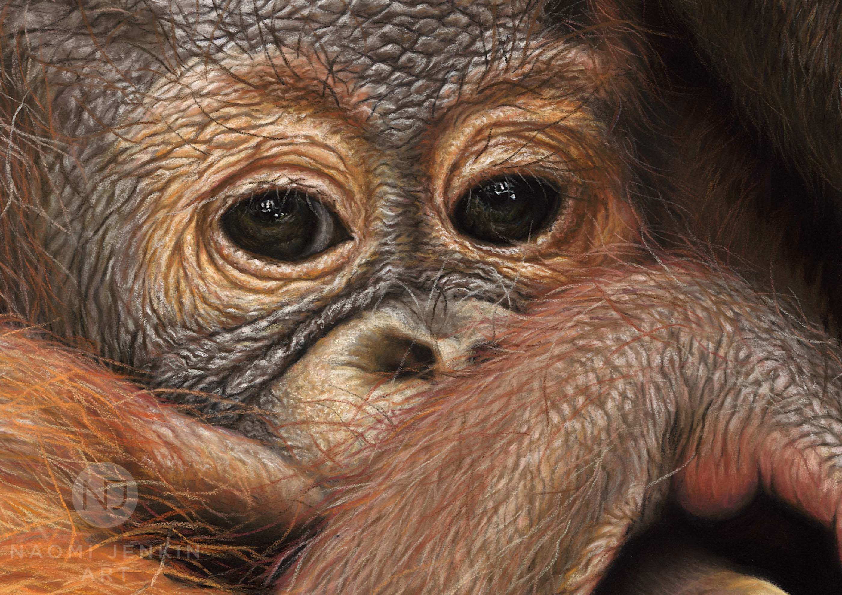 Close up of orangutan painting by wildlife artist Naomi Jenkin.