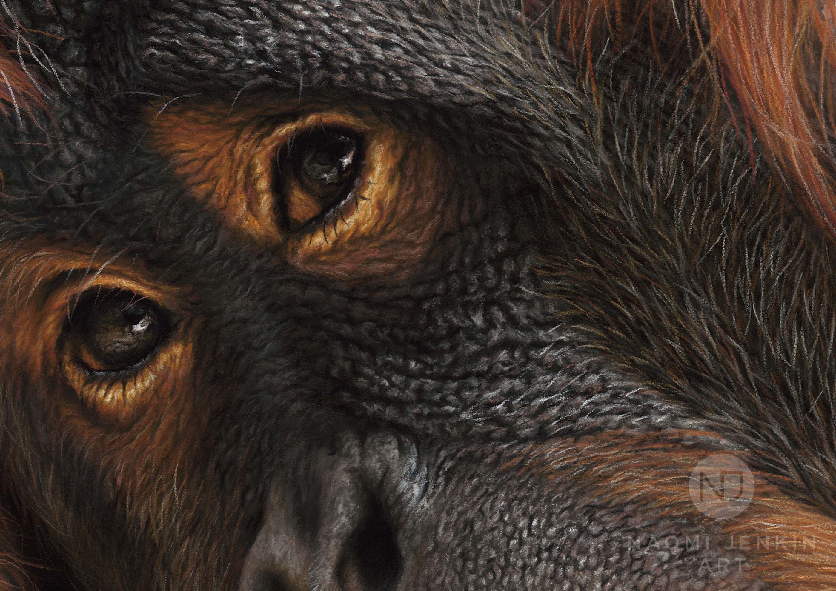 Close up of orangutan drawing by  British wildlife artist Naomi Jenkin.