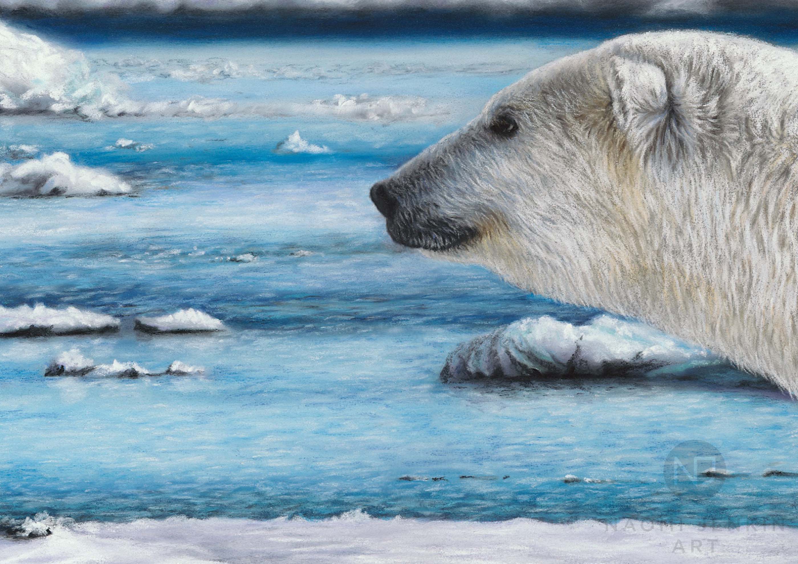 Close up of polar bear drawing by wildlife artist Naomi Jenkin. 