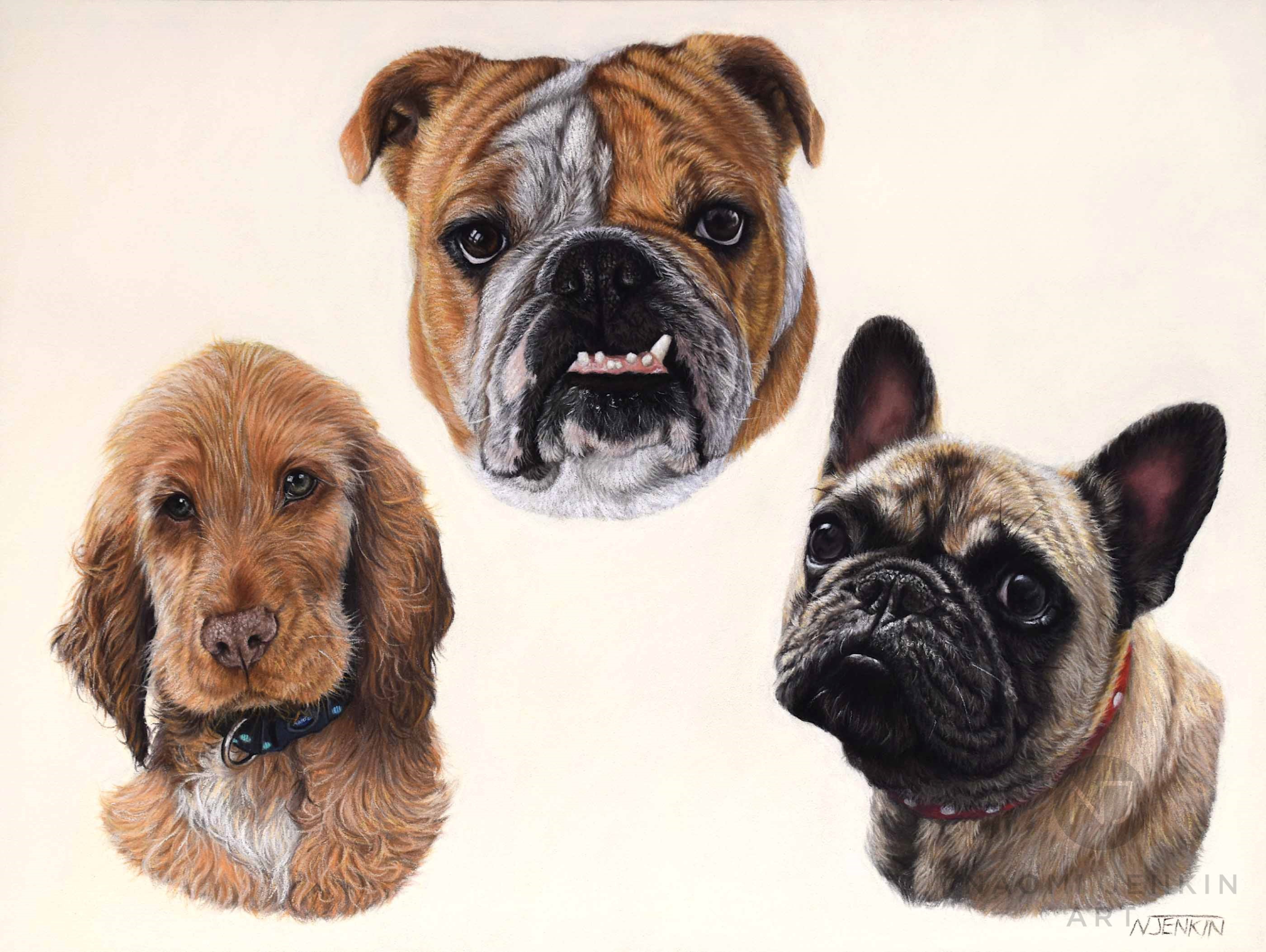 Dog portrait by pet portrait artist Naomi Jenkin.