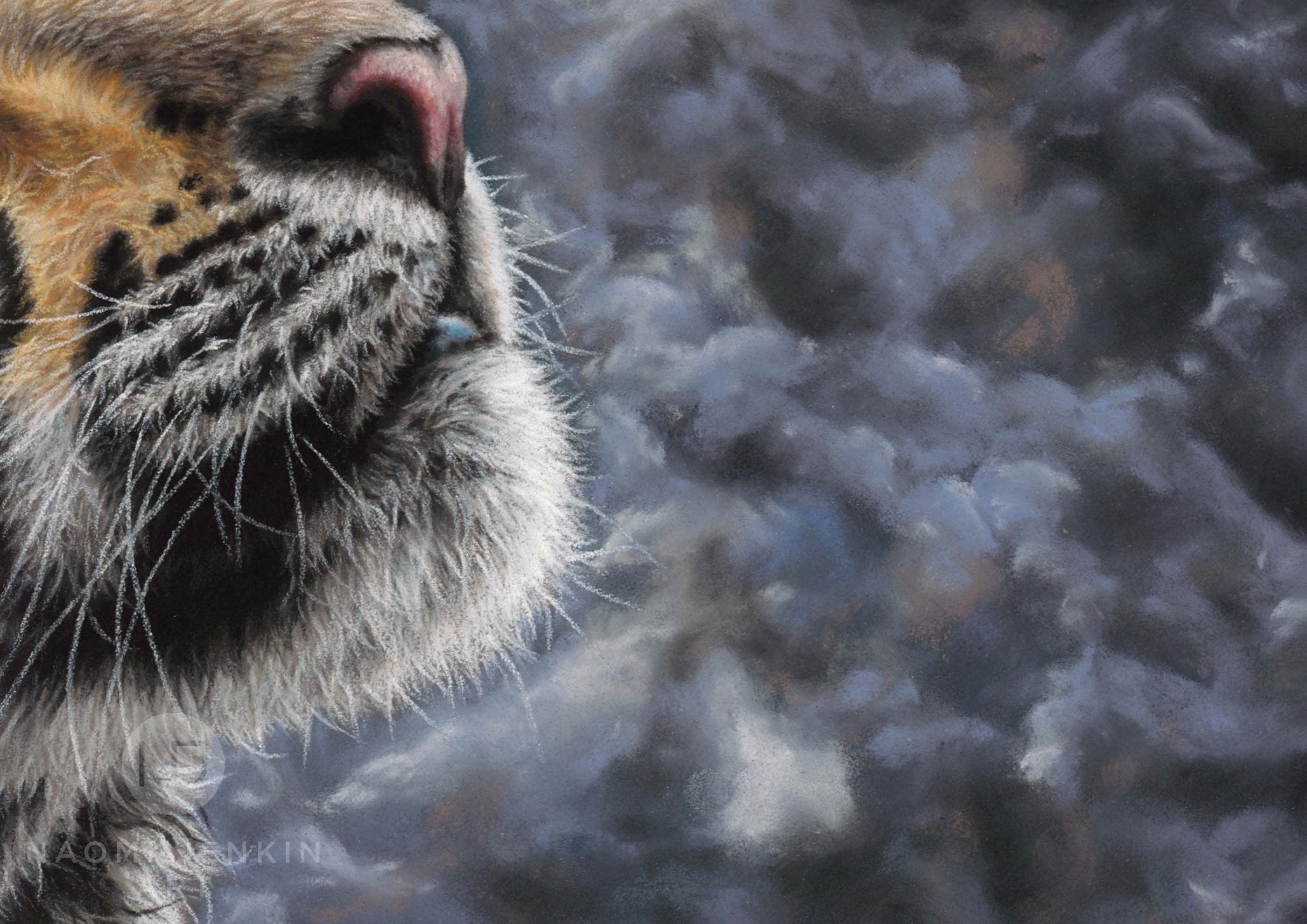 Close up of Amur tiger art by wildlife artist Naomi Jenkin. 