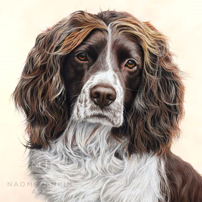 Portrait of Springer Spaniel by Naomi Jenkin Art. 
