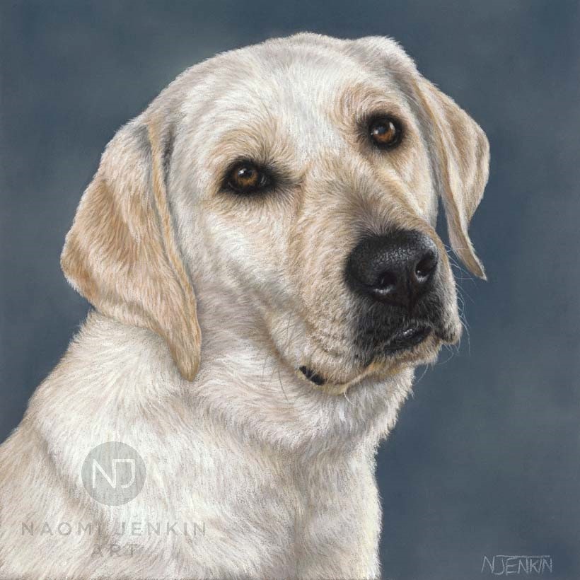 Portrait of Yellow Labrador by Naomi Jenkin Art. 