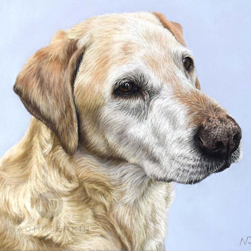 Portrait of yellow Labrador by Naomi Jenkin Art. 