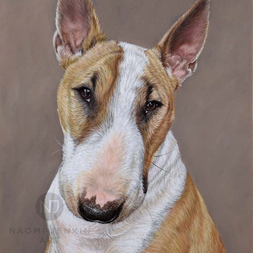 English Bull Terrier portrait hand drawn in pastels by Naomi Jenkin Art. 