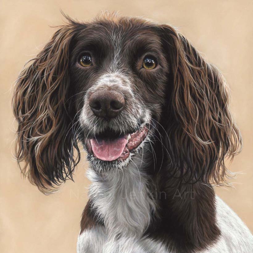 Pet portrait of a Springer Spaniel by pet portrait artist Naomi Jenkin Art. 