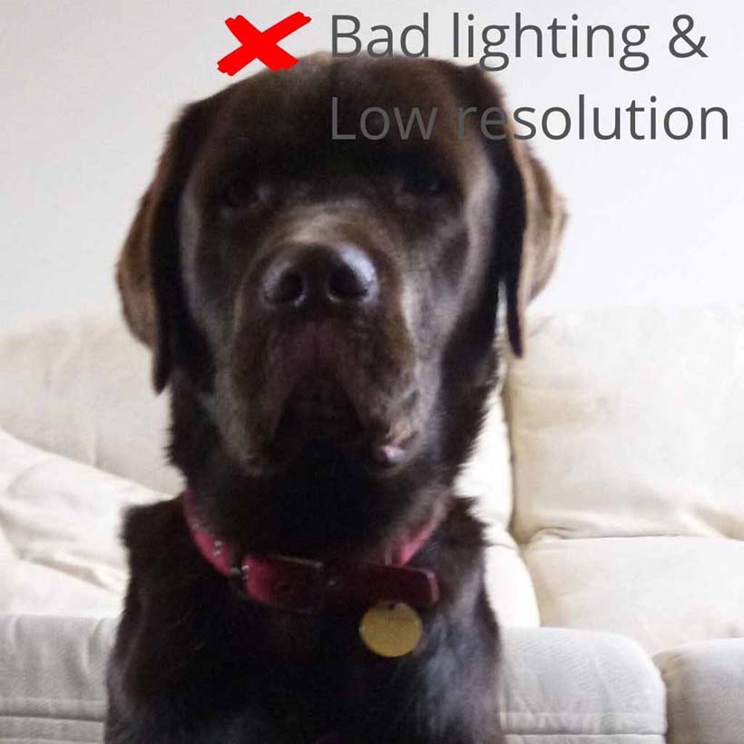 Chocolate Labrador