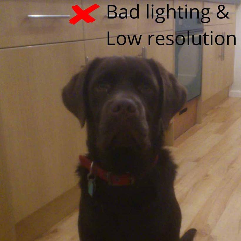 Chocolate Labrador