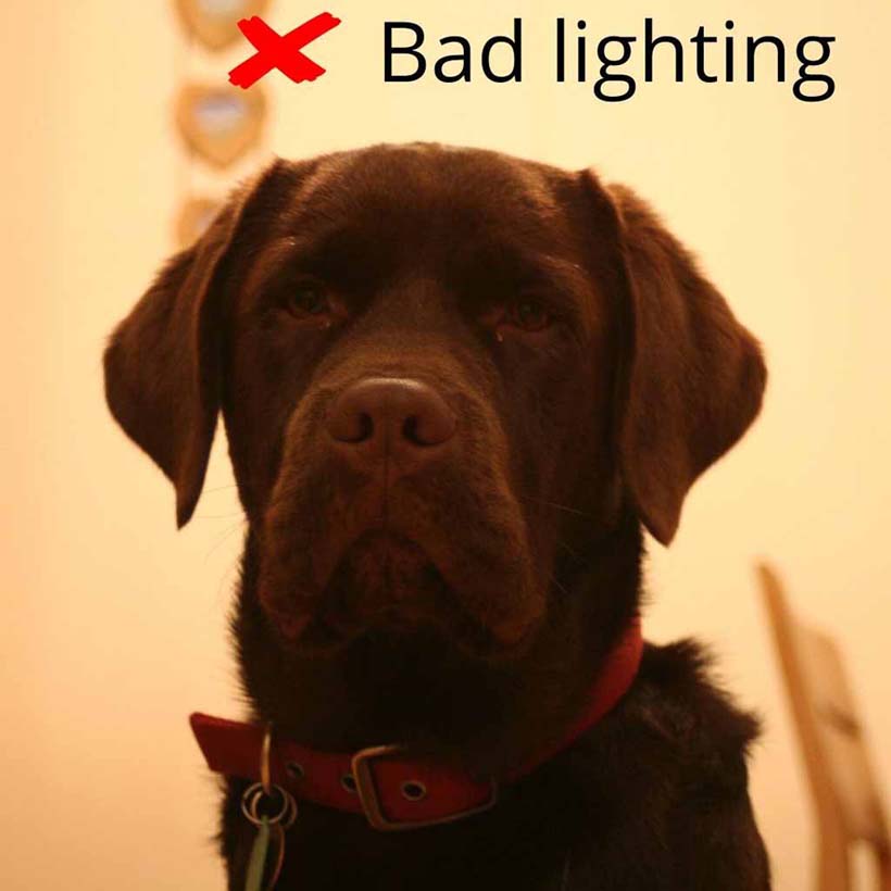Chocolate Labrador