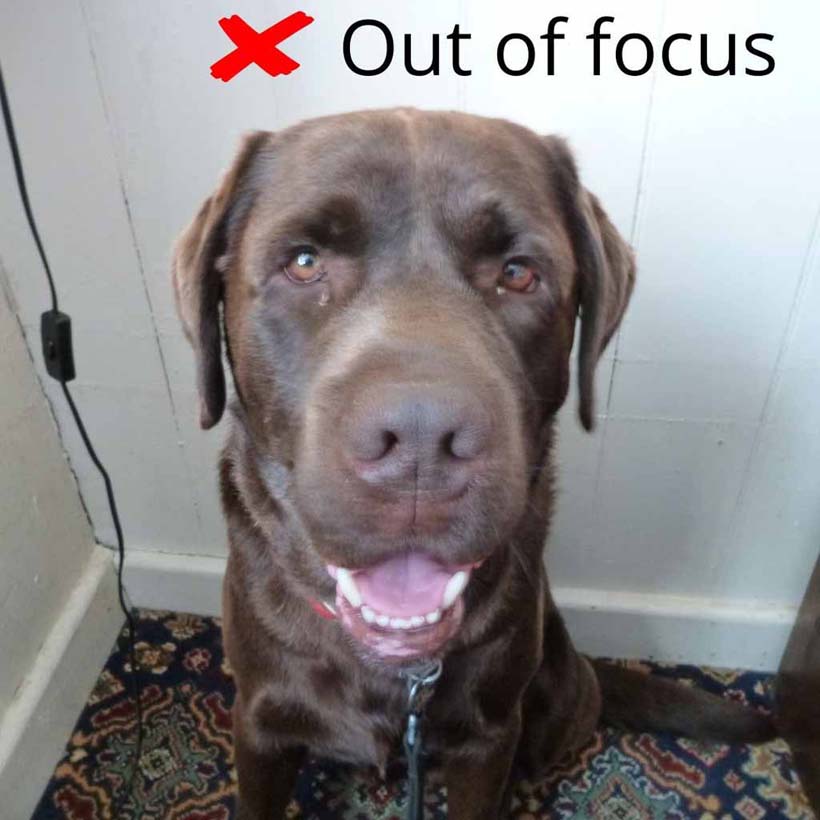 Chocolate Labrador