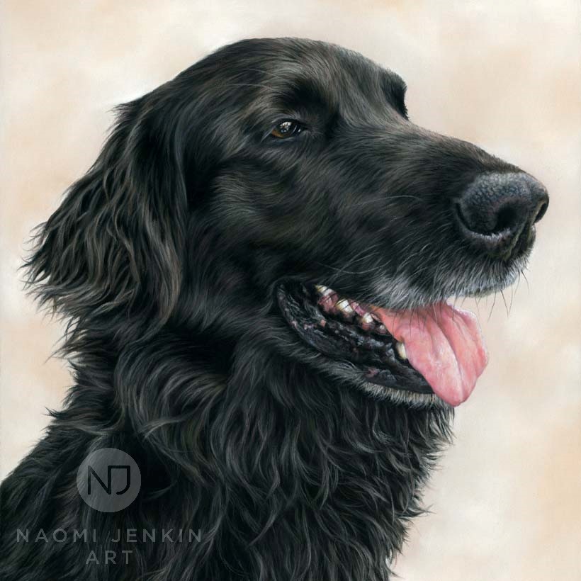 Portrait of Bailey the flat-coated Retriever by Naomi Jenkin Art. 