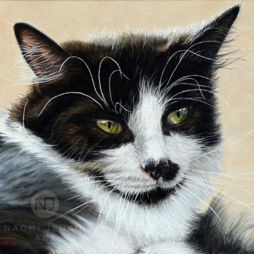 Portrait of Banoffee the cat