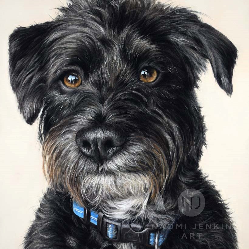 Jackapoo portrait by Naomi Jenkin Art.