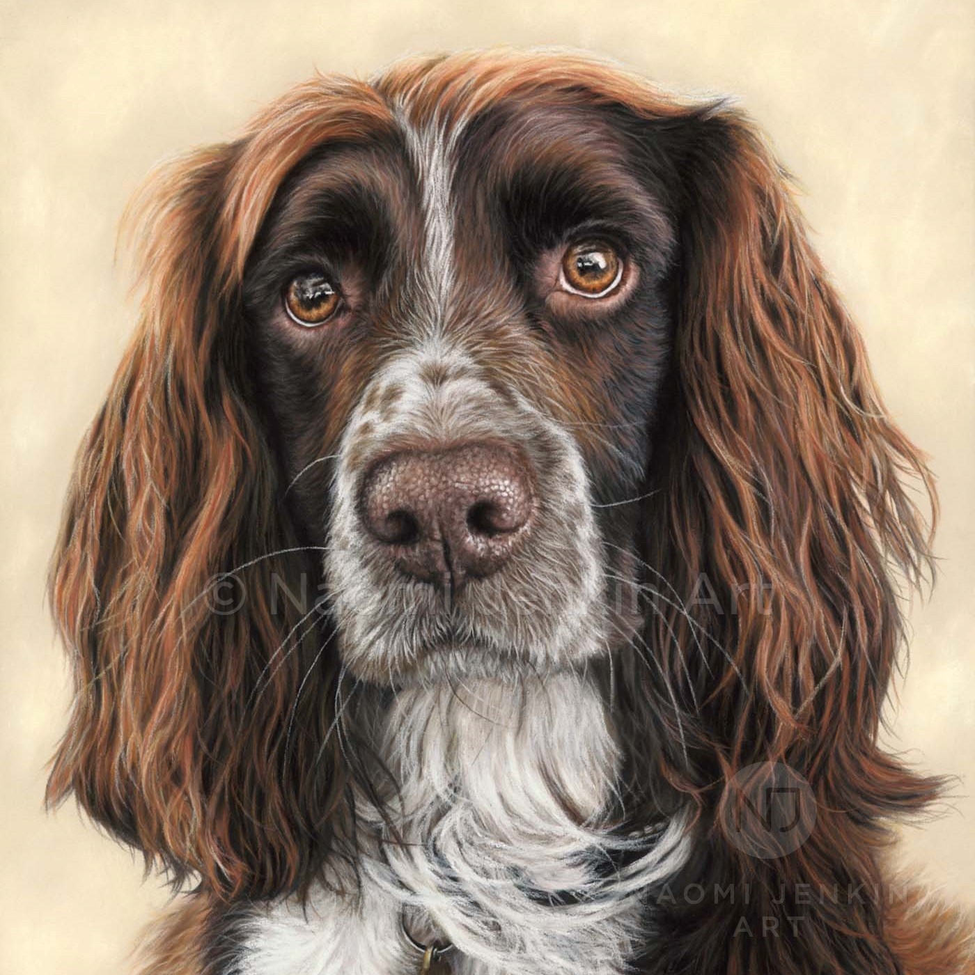Sprocker spaniel portrait by dog portrait artist Naomi Jenkin. 
