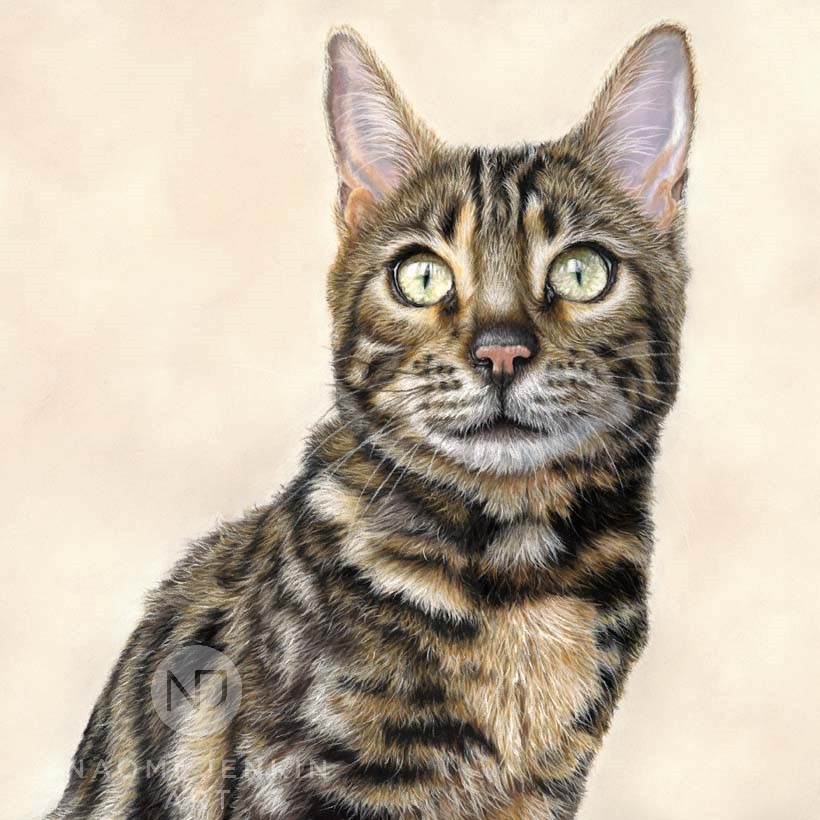 Bengal cat portrait by Naomi Jenkin Art. 