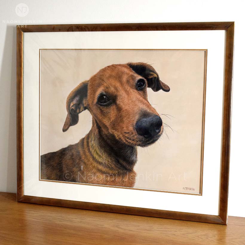 Framed dog portrait of a dachshund drawn by Naomi Jenkin.