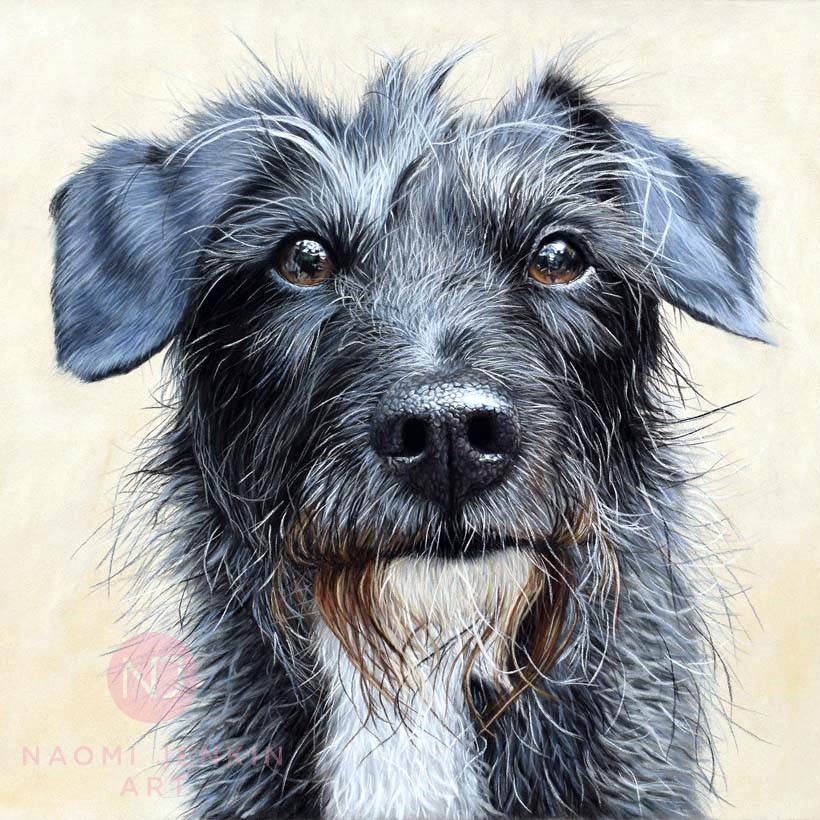 Jackapoo dog portrait by Naomi Jenkin Art. 