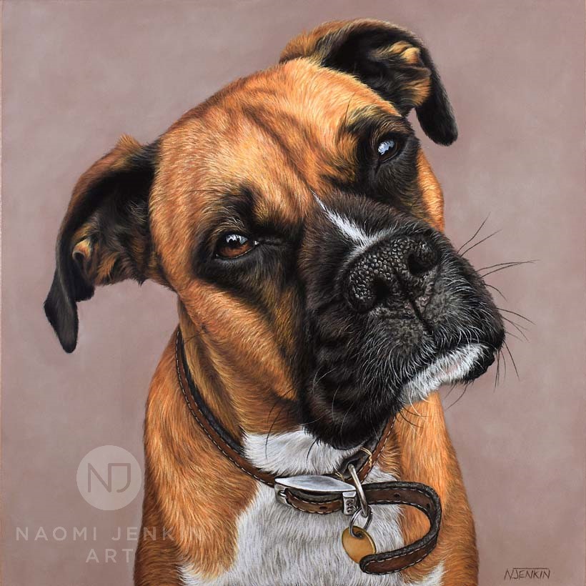 Boxer dog portrait by Naomi Jenkin Art. 