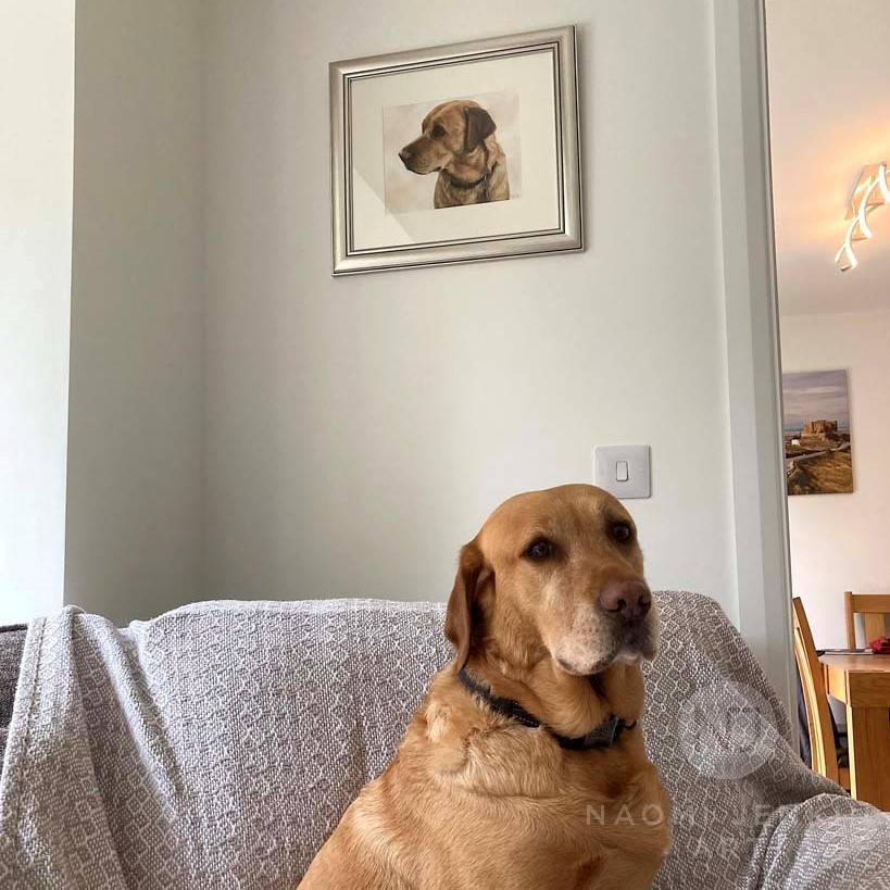 Fox red Labrador pet portrait by Naomi Jenkin Art. 