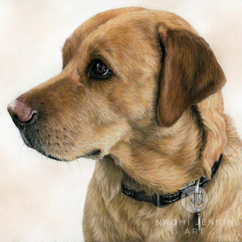 Fox red Labrador dog portrait drawn in pastels by Naomi Jenkin Art. 