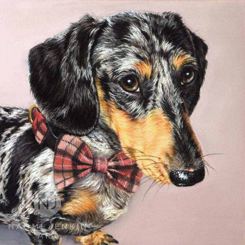 Dachshund pet portrait in pastels by Naomi Jenkin Art. 