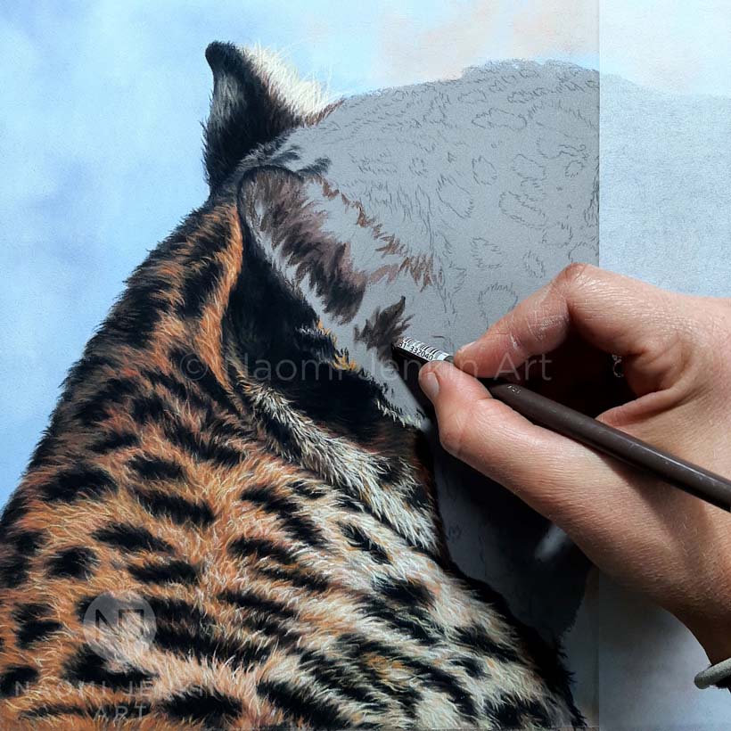 Leopard drawing by wildlife artist Naomi Jenkin. 