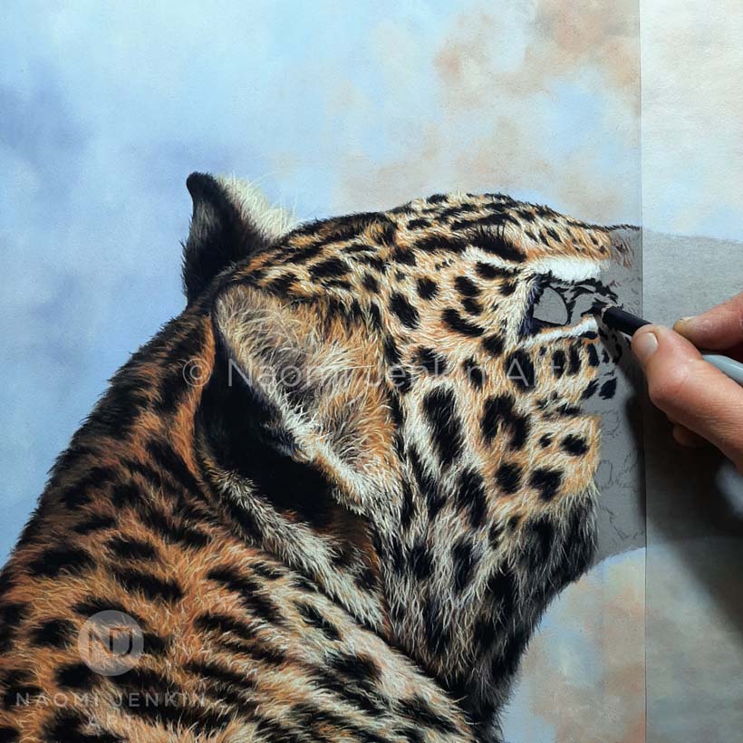 Leopard drawing by wildlife artist Naomi Jenkin. 