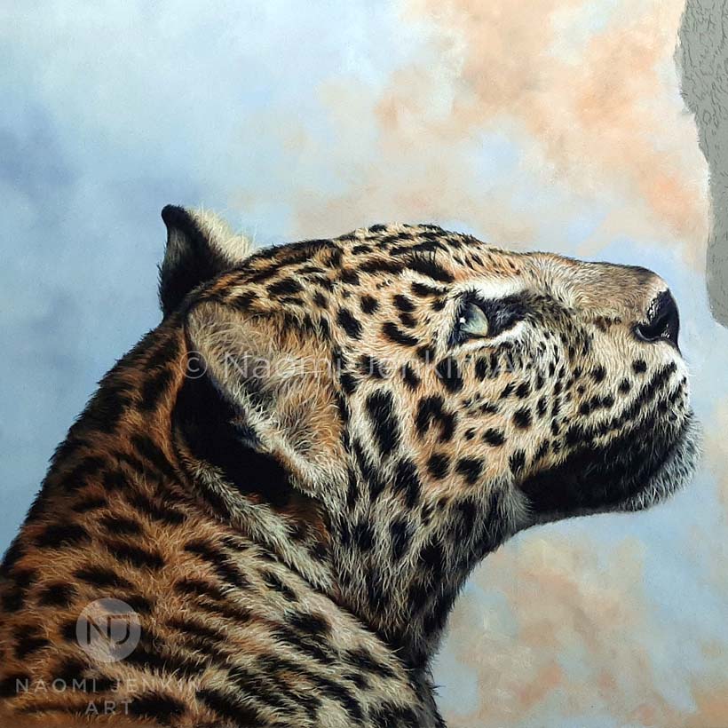 Leopard drawing by wildlife artist Naomi Jenkin. 