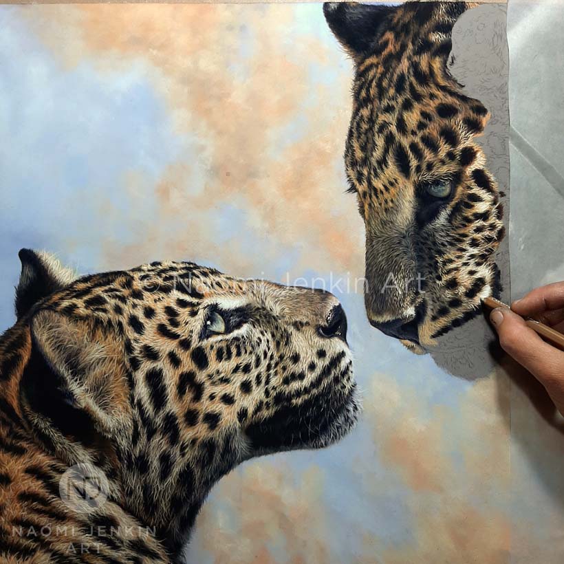 Leopard drawing by wildlife artist Naomi Jenkin. 