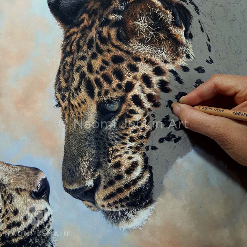 Leopard drawing by wildlife artist Naomi Jenkin. 