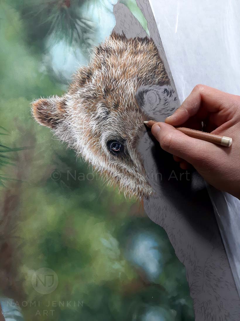 Grizzly bear drawing by wildlife artist Naomi Jenkin. 