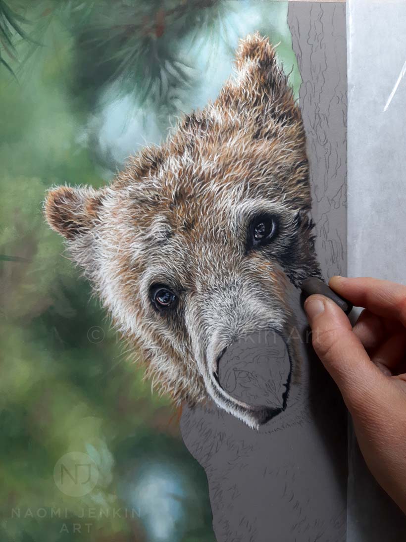Grizzly bear drawing by wildlife artist Naomi Jenkin. 