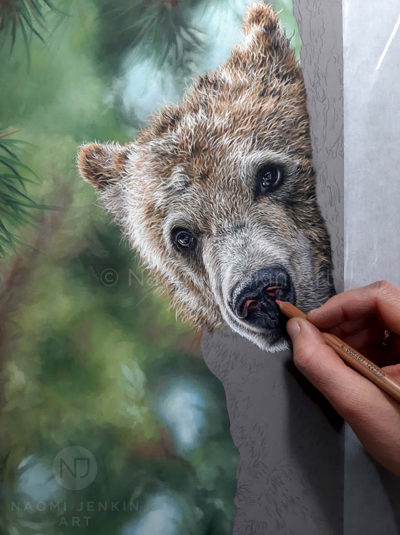 Grizzly bear drawing by wildlife artist Naomi Jenkin. 