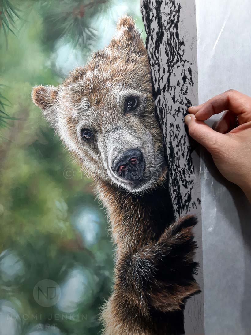 Grizzly bear drawing by wildlife artist Naomi Jenkin. 