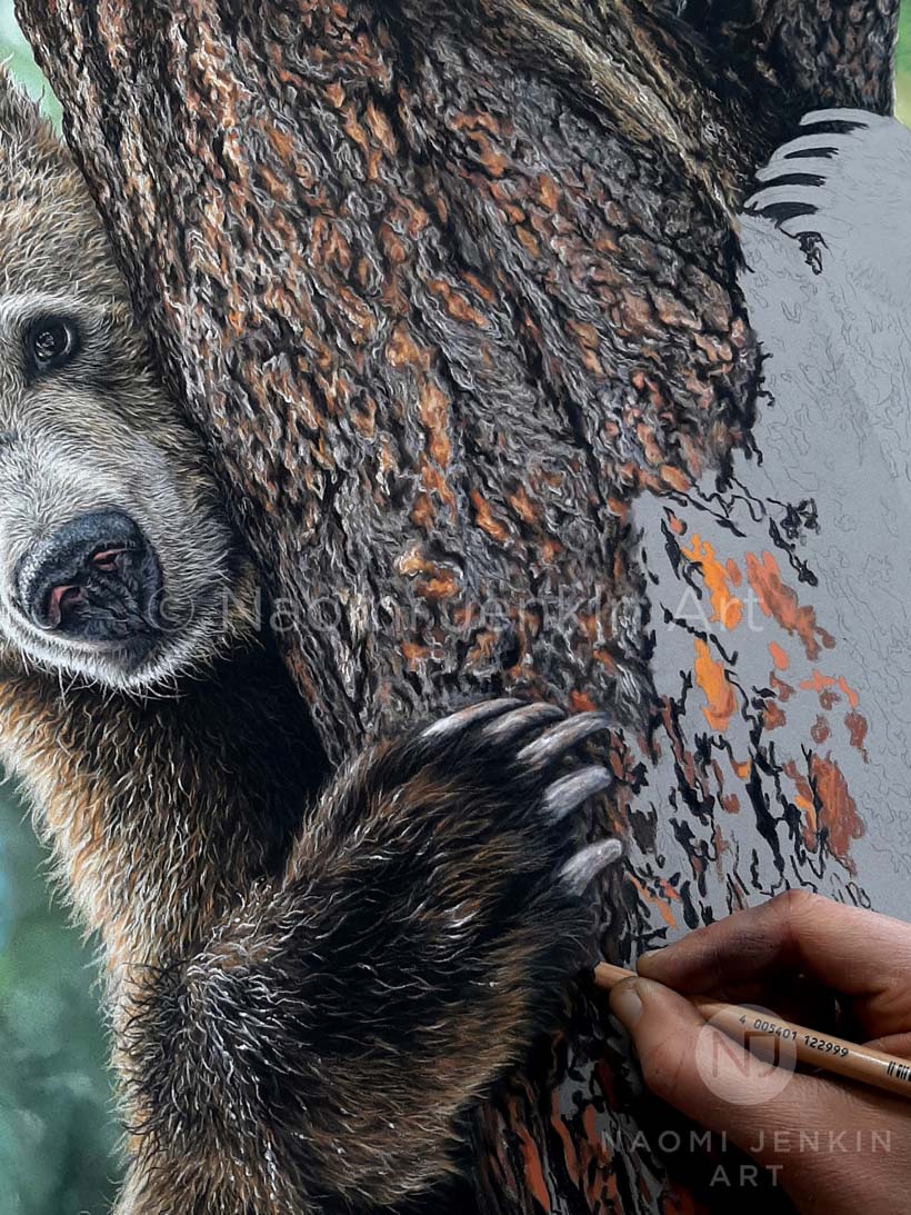 Grizzly bear drawing by wildlife artist Naomi Jenkin. 