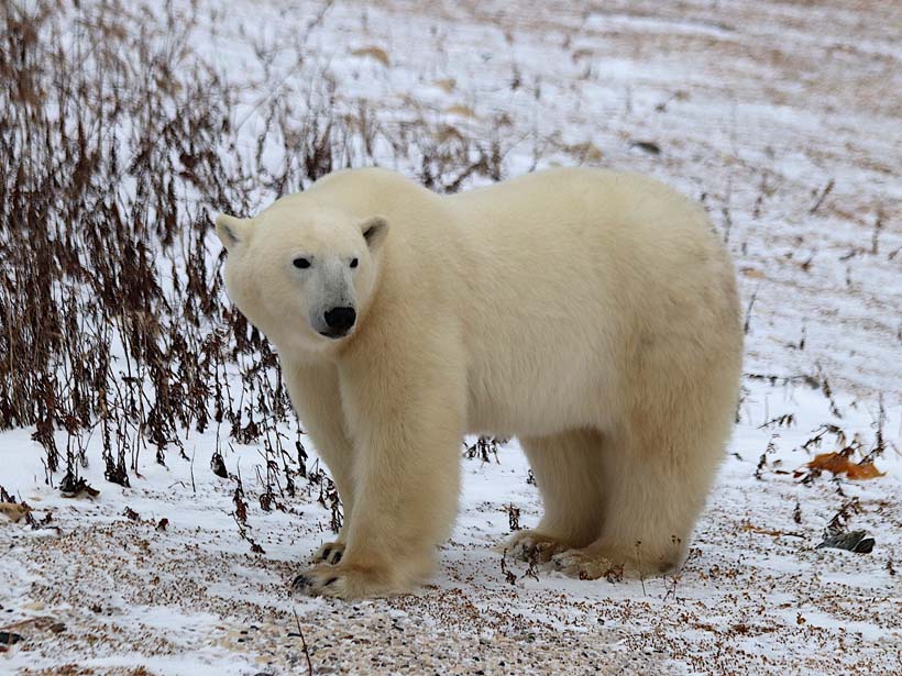 Male polar bear in the wild