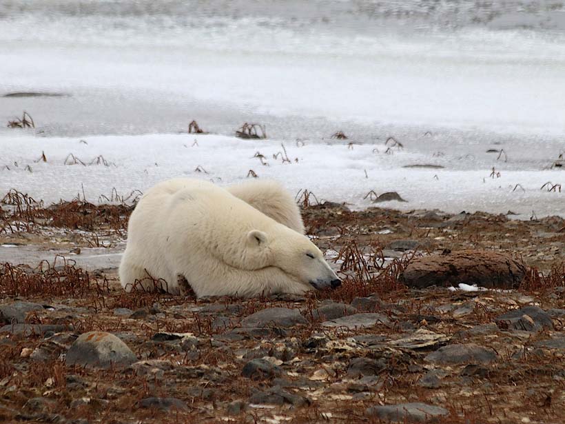 A sleeping polar bear in the wild. 