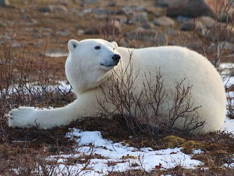 A wild polar bear resting on the tundra. 