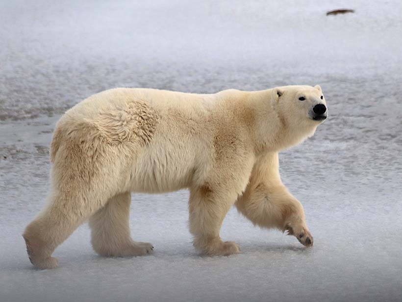 Polar bear in search of food on the ice. 