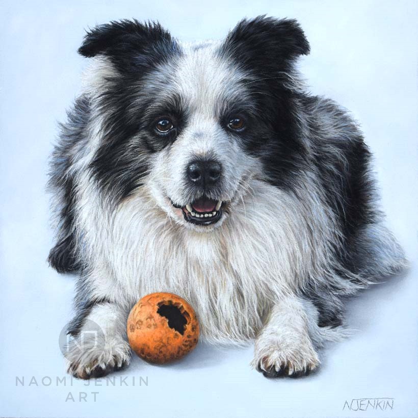 Border Collie dog portrait by Naomi Jenkin Art, 