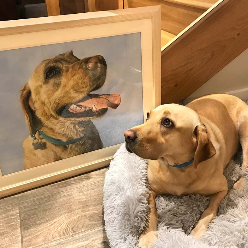 Pet portrait by Naomi Jenkin Art. 