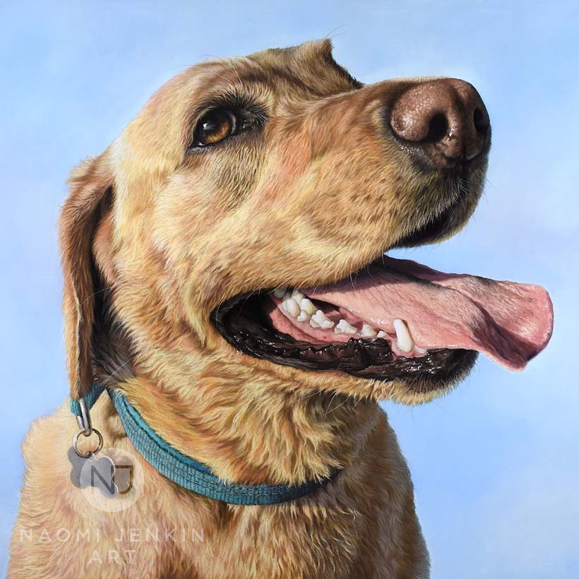 Labrador dog portrait by pet portrait artist Naomi Jenkin.